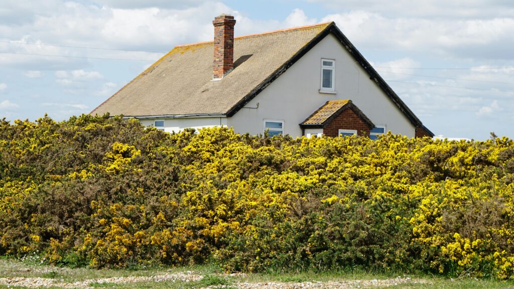 Chimney Services